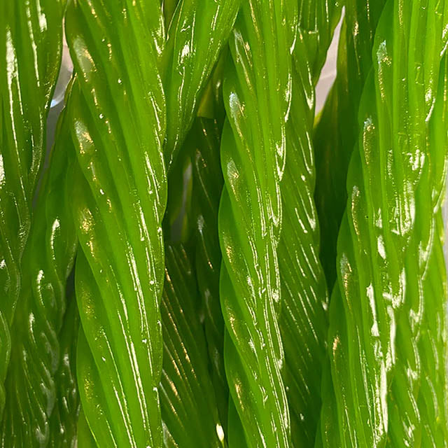Apple Licorice - 1lb - Fundraising Snacks